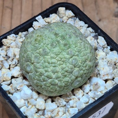 SH39537 Pseudolithos migiurtinus