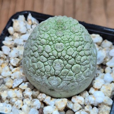 SH39538 Pseudolithos migiurtinus