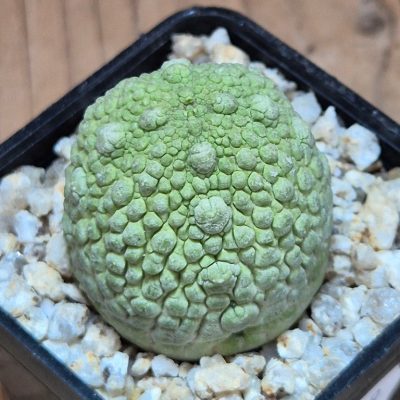 SH39539 Pseudolithos migiurtinus
