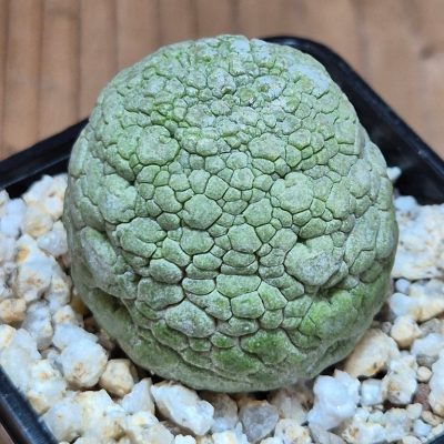 SH39540 Pseudolithos migiurtinus