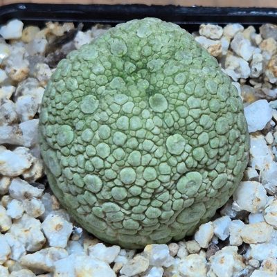 SH39541 Pseudolithos migiurtinus