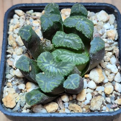 SH39544 Haworthia maughanii x cooperi