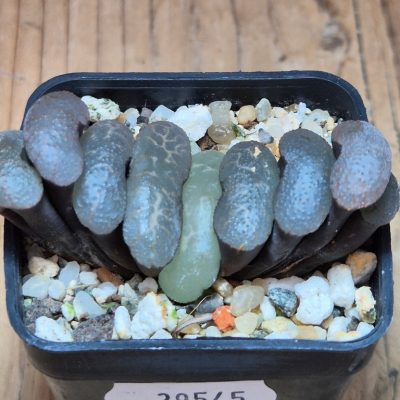 SH39545 Haworthia truncata -Japan-