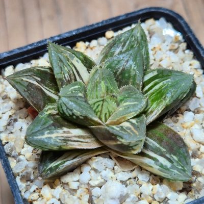 SH39546 Haworthia obtusa hybria f.variegata RU-2