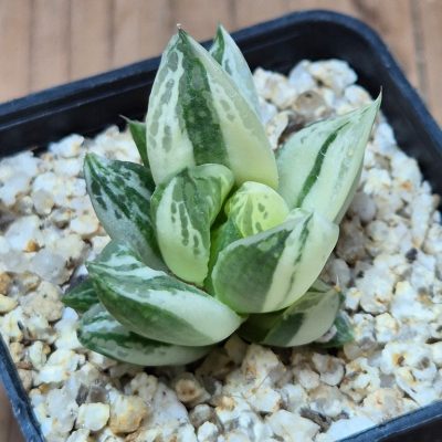 SH39547 Haworthia cuspidata f.variegata