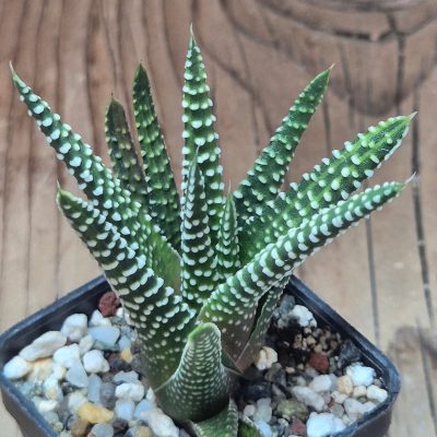 SH39548 Haworthia minima ex. variegata