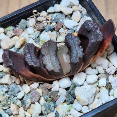 SH39549 Haworthia truncata