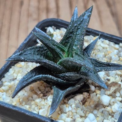 SH39550 Haworthia nigra, ex COK
