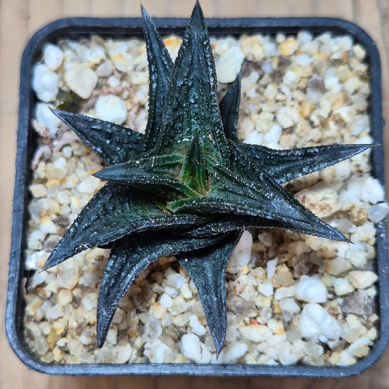 SH39550 Haworthia nigra, ex COK – Bild 2