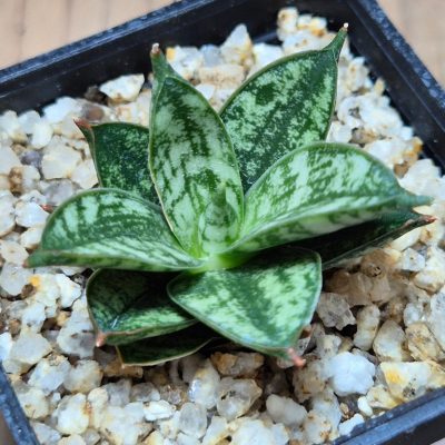 SH39551 Sansevieria ‘Margarita’