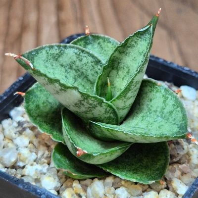 SH39552 Sansevieria 'Pagoda' hybrid
