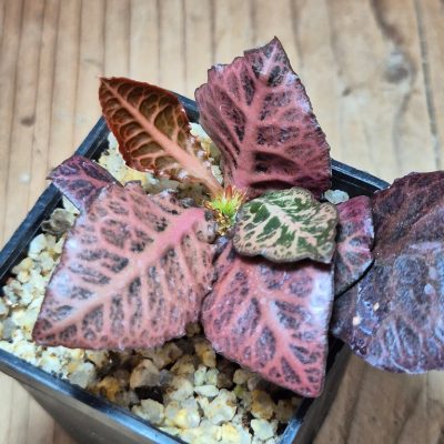 SH39553 Euphorbia francoisii hybrid