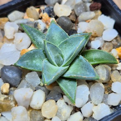 SH39554 Agave filifera x victoriae-reginae compact