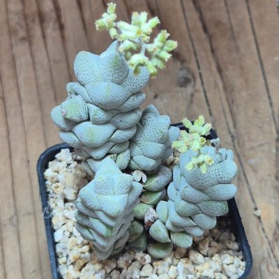SH39555 Crassula deceptor