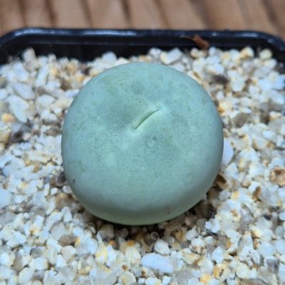 SH39556 Conophytum calculus