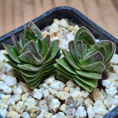 SH39557 Crassula 'Buddha's Temple'