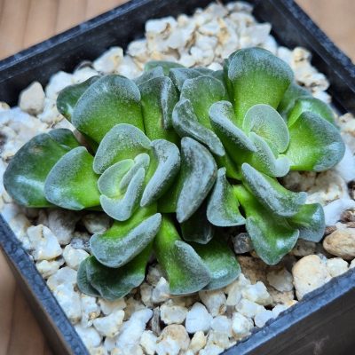 SH39558 Crassula 'Celia'