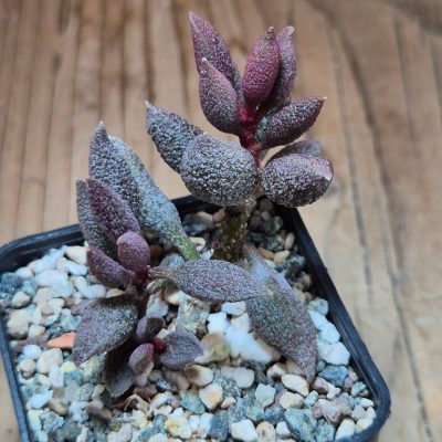 SH39559 Adromischus marianae f. herrei DJM