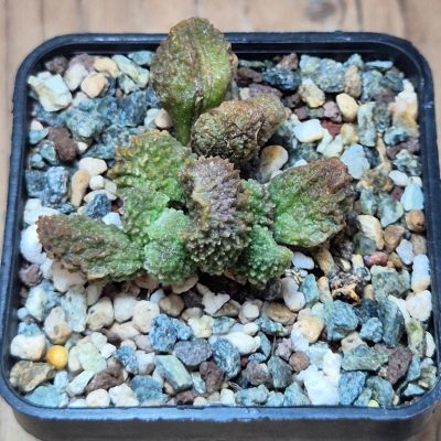 SH39560 Adromischus marianae f. herrei