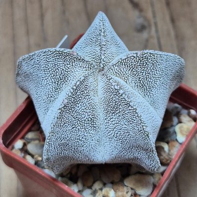 SH39561 Astrophytum myriostigma ‘Onzuka’