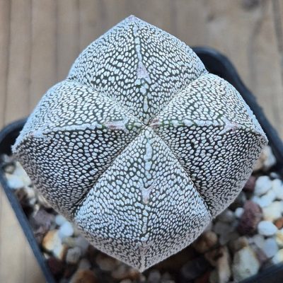 SH39562 Astrophytum myriostigma ‘Onzuka’ v. quadricostatum