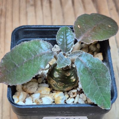 SH39564 Dorstenia foetida