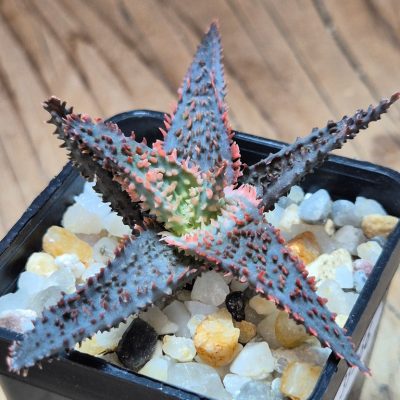 SH39566 Aloe TCT hybrid