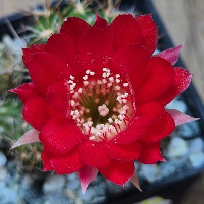 SH39567 Lobivia hertrichiana KK 433