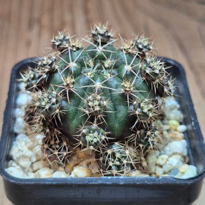 SH39568 Gymnocalycium damsii v. multiproliferum