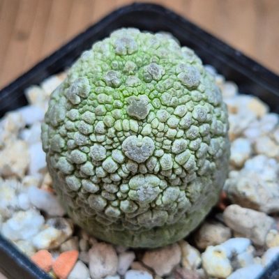 SH39574 Pseudolithos migiurtinus