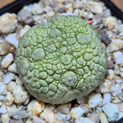 SH39576 Pseudolithos migiurtinus