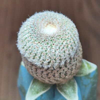 SH39580 Yavia cryptocarpa, grafted