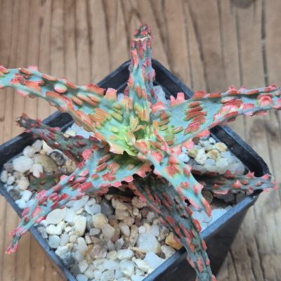 SH39581 Aloe TCT hybrid