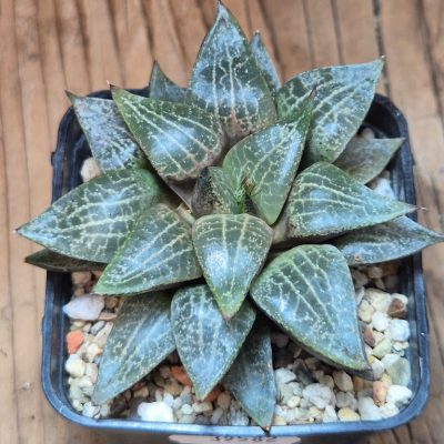 SH39582 Haworthia comptoniana  8 years old