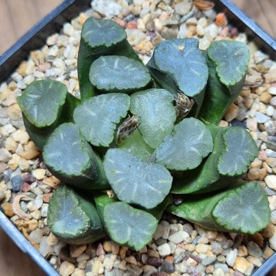 SH39583 Haworthia maughanii  8 years old