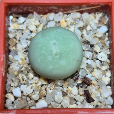 SH39584 Conophytum calculus