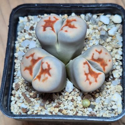 SH39587 Lithops karasmontana v. lericheana f. monstrosa