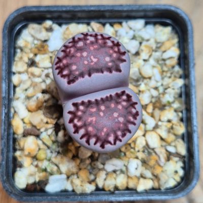 SH39589 Lithops salicola ‘Sato’s Violet’ hybrid