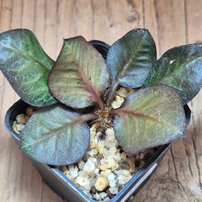 SH39591 Euphorbia francoisii hybrid
