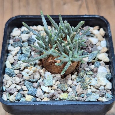 SH39592 Avonia alstonii