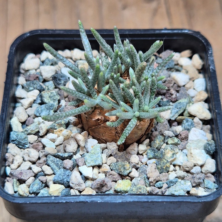 SH39592 Avonia alstonii
