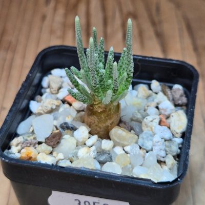 SH39593 Avonia quinaria