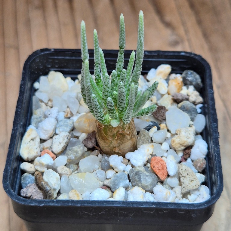 SH39593 Avonia quinaria – Bild 2