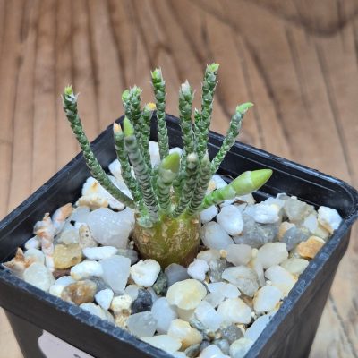 SH39594 Avonia alstonii