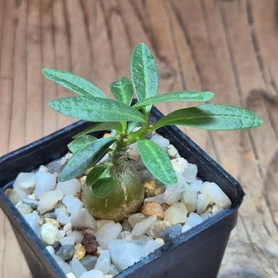 SH39596 Pachypodium succulentum