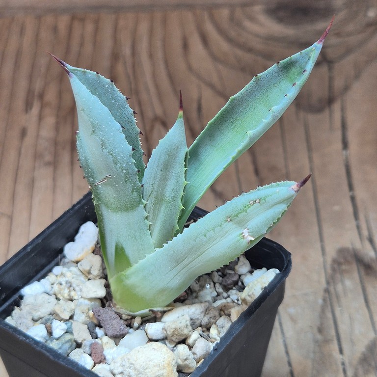 SH39600 Agave potatorum ‘Cubic’ – Bild 2
