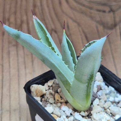 SH39600 Agave potatorum ‘Cubic’