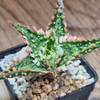 SH39601 Aloe TCT hybrid