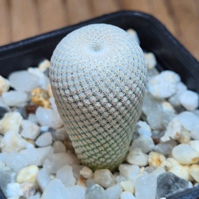 SH39607 Epithelantha bokei MMR 287