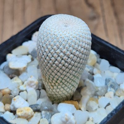 SH39608 Epithelantha bokei MMR 287